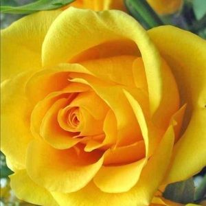 Meet your Posher, Maritza